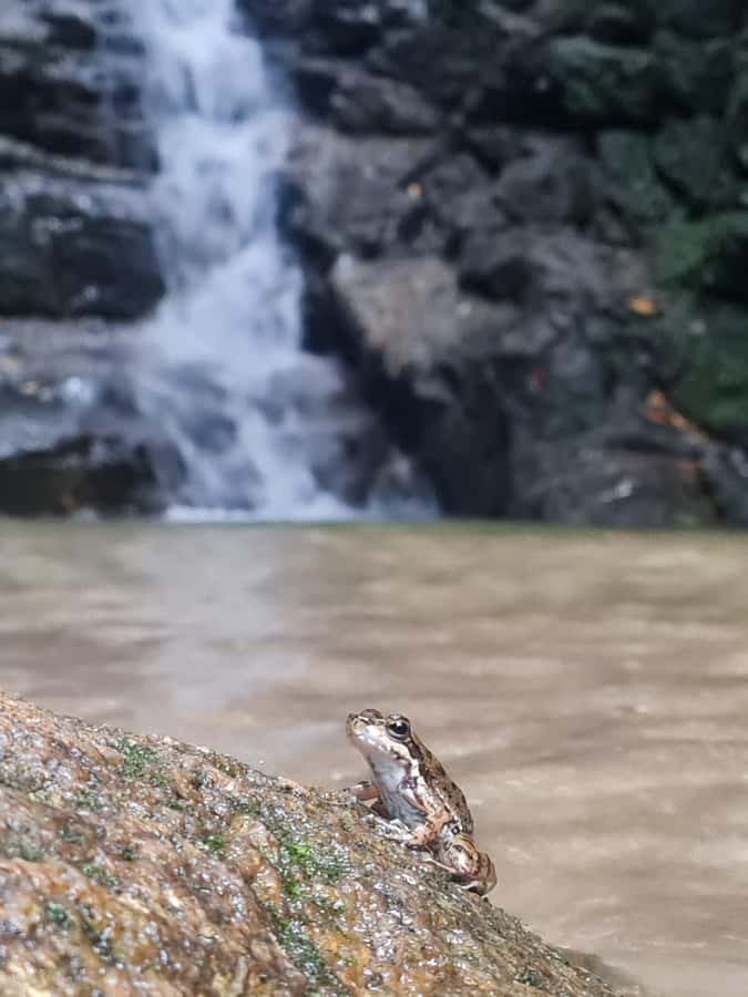 Tijuca Rain Forest - Adventure through Waterfalls & Caves - Hotel pickup keeps the morning simple